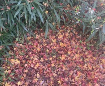 スポーツの秋＜食欲の秋