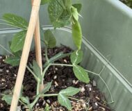 ゆるーい家庭菜園