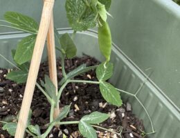 ゆるーい家庭菜園