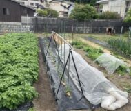 今年もＧＷは