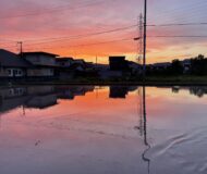 代掻きのご褒美？