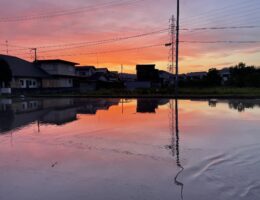 代掻きのご褒美？