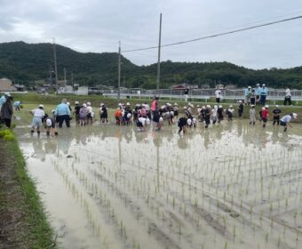 今年２回目の田植え