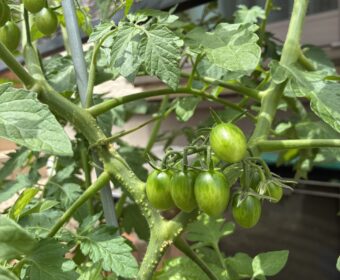 今年のミニトマトの出来は…