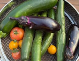 野菜
