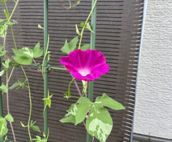 朝顔なので…